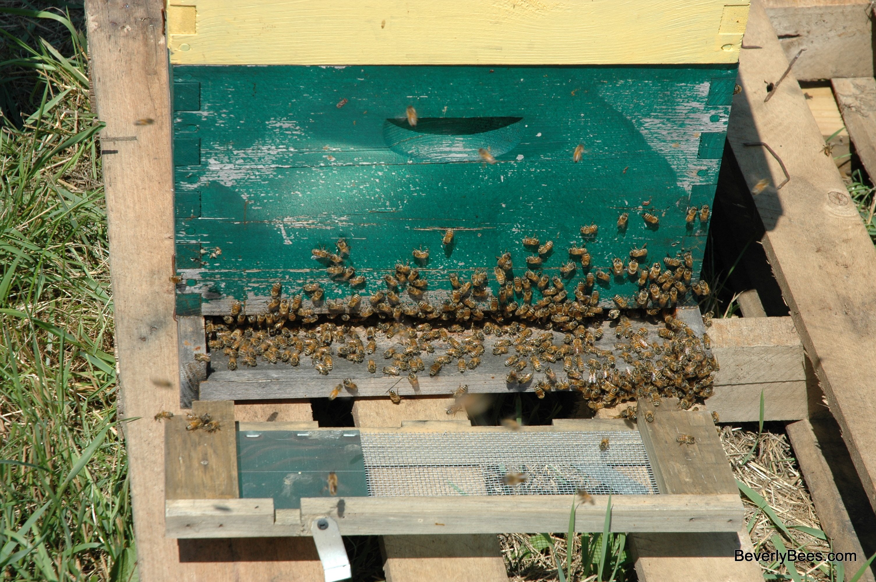 Bees, Lots of Bees, Swarming Bees, Right Behind You Beverly Bees