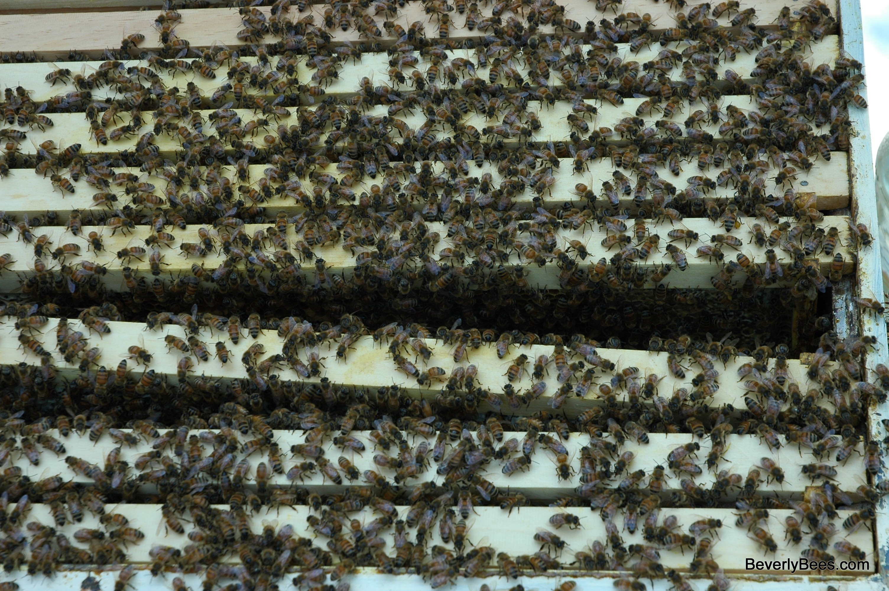 First Inspection Of The Two Queen Hive System Beverly Bees