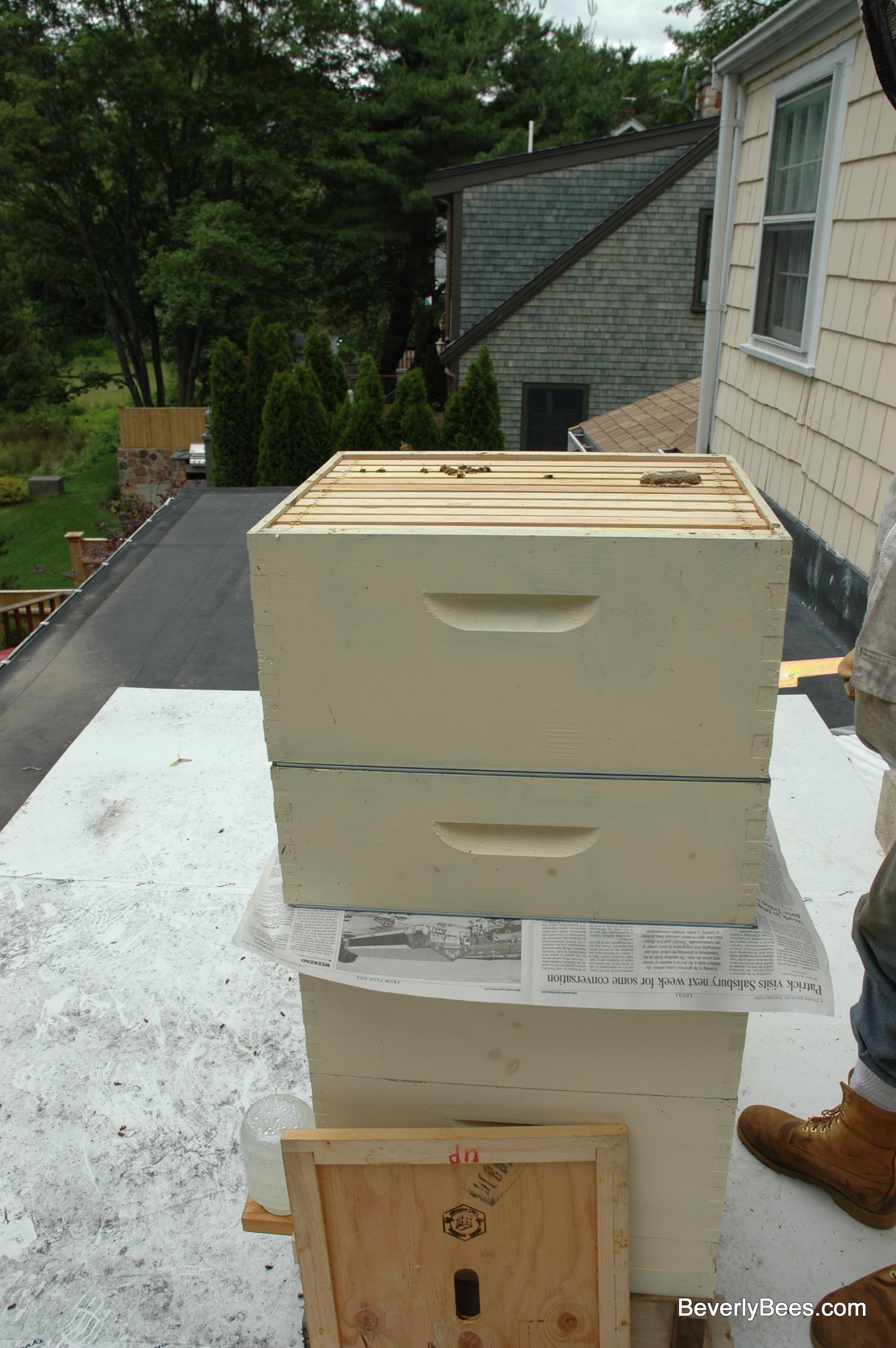 Two Queen Hive System Two Queens One Hive Package Bees, Nuc, Swarm