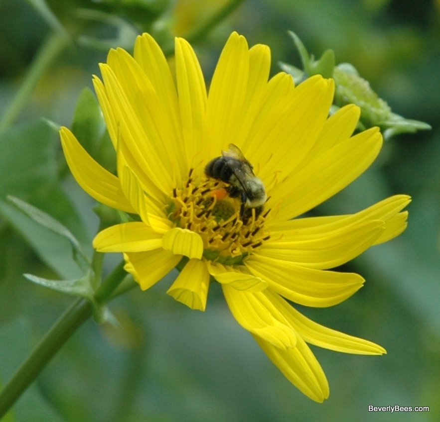 Inspecting The Two Queen Hive System Beverly Bees