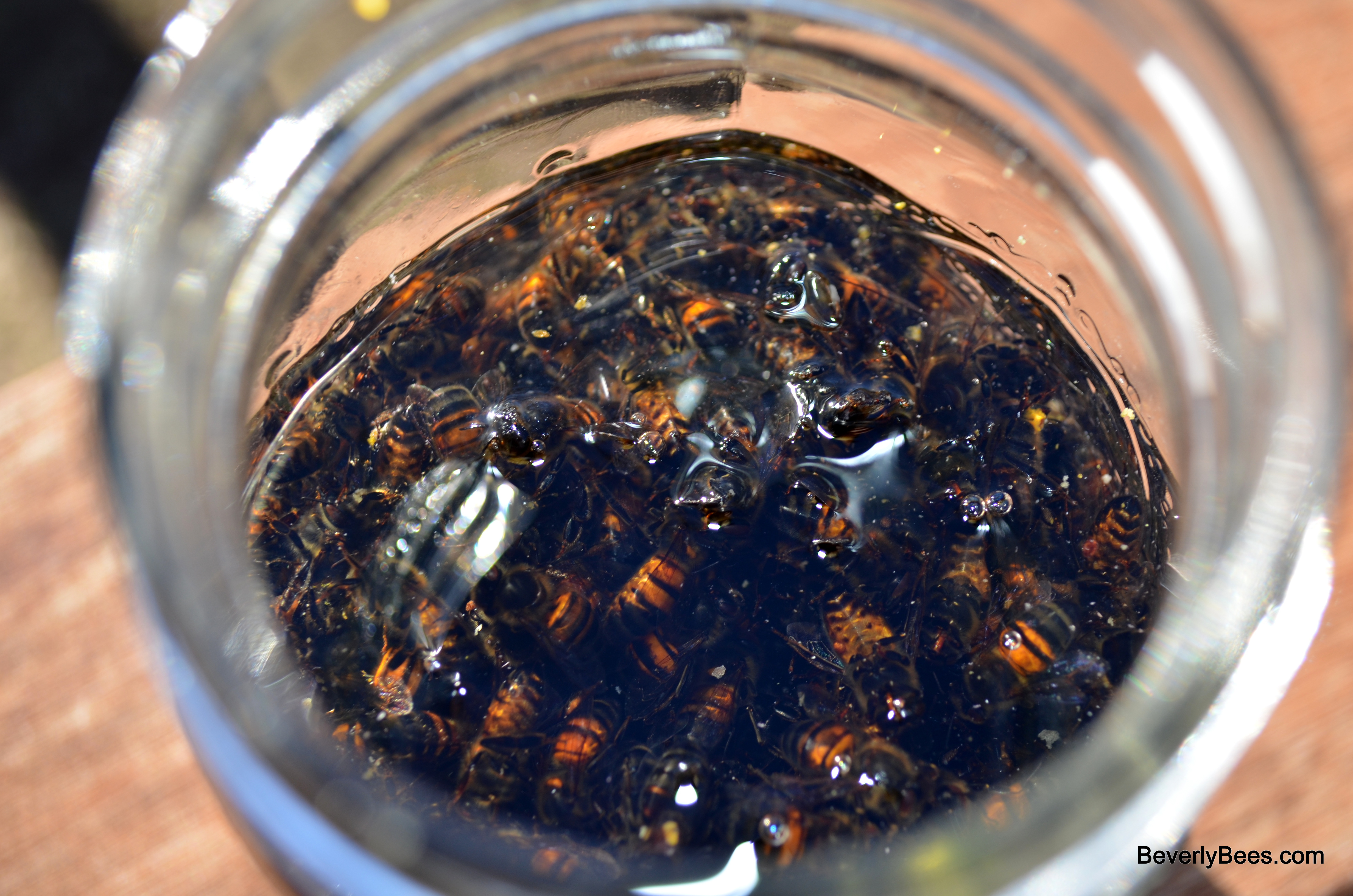 How To Prepare Samples For Bee Disease Diagnosis Beverly Bees