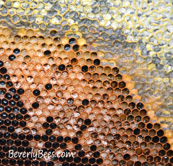 What Are Those White Dots In My Honey Comb? Beverly Bees