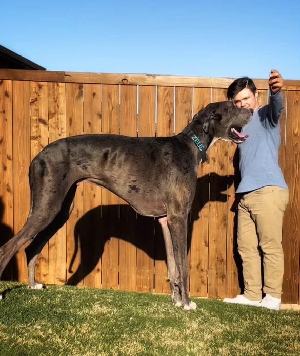 Just How Huge Is The World's Tallest Dog?