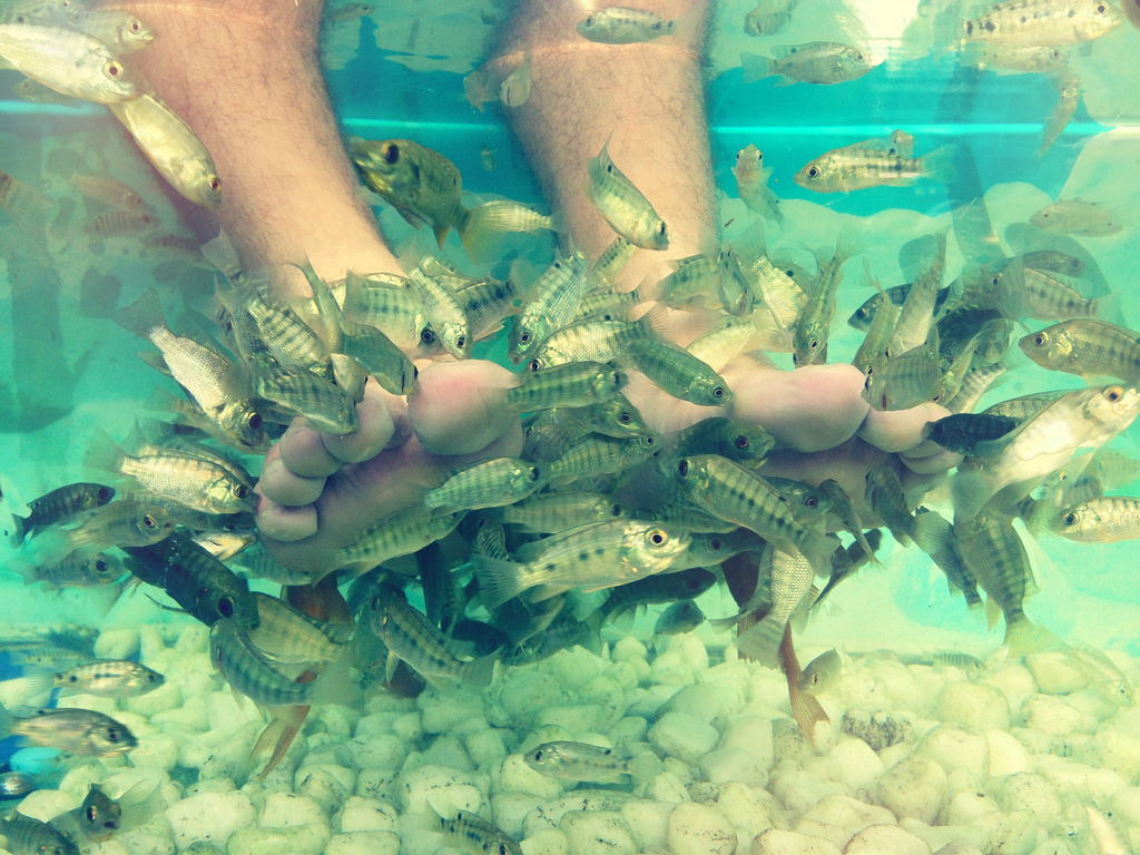 Best Fish Spa & Fish Therapy in Rome BeyondRoma