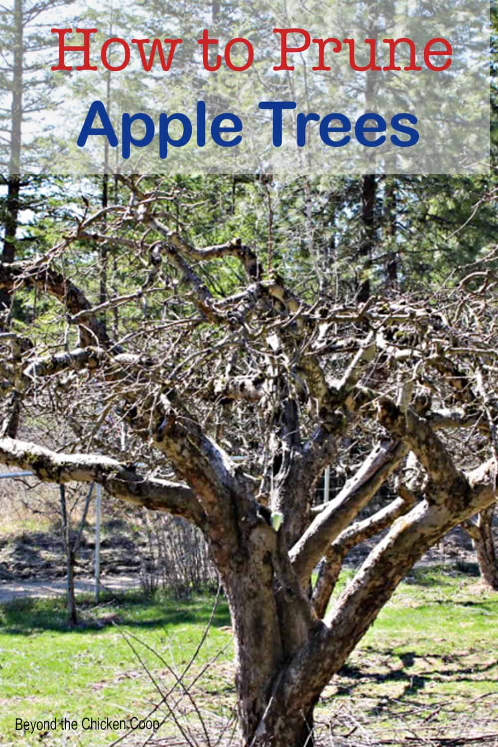 How to Prune Apple Trees Beyond The Chicken Coop