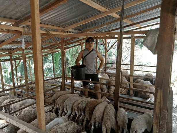 menyediakan kambing buat aqiqah Jual Beli Hewan Jadi Mudah