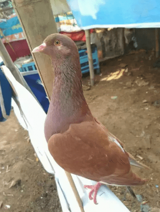 Burung Dara Pasangan – Jual Beli Hewan Jadi Mudah