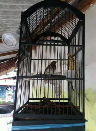 Burung Cucak Wilis Jual Beli Hewan Jadi Mudah