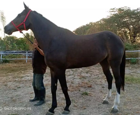 Kuda – Jual Beli Hewan Jadi Mudah