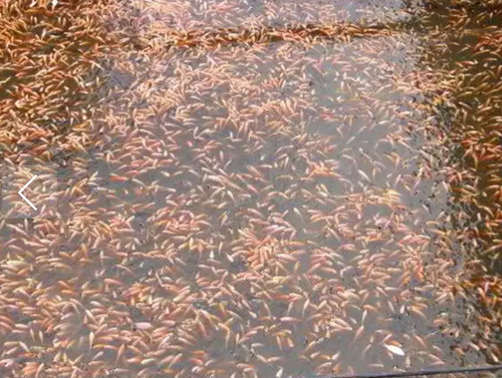 Menjual Bibit Ikan Nila Di Medan Jual Beli Hewan Jadi Mudah