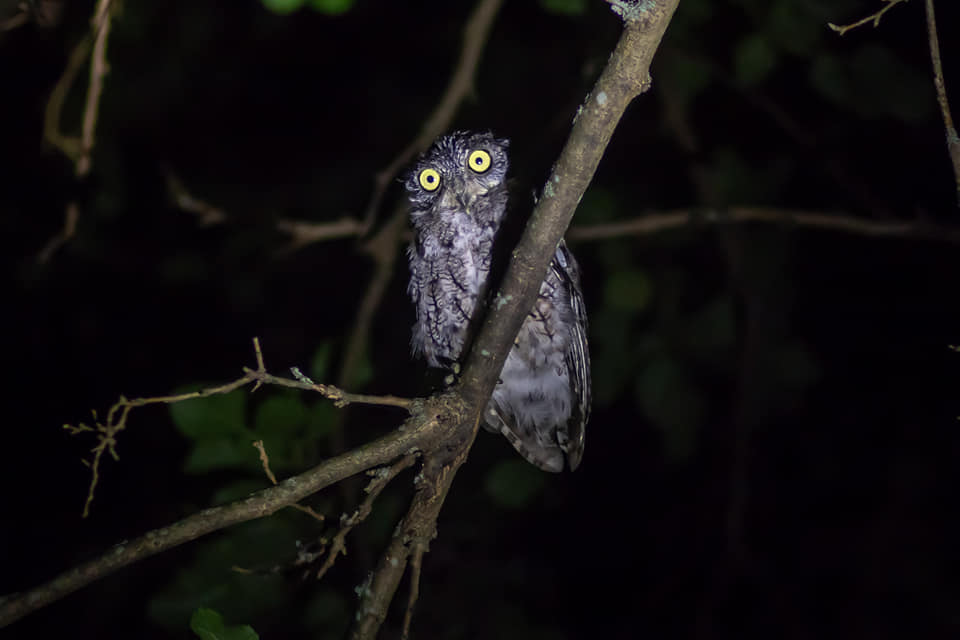 Cazenovia Park Owl Prowl Events Buffalo Olmsted Parks Conservancy
