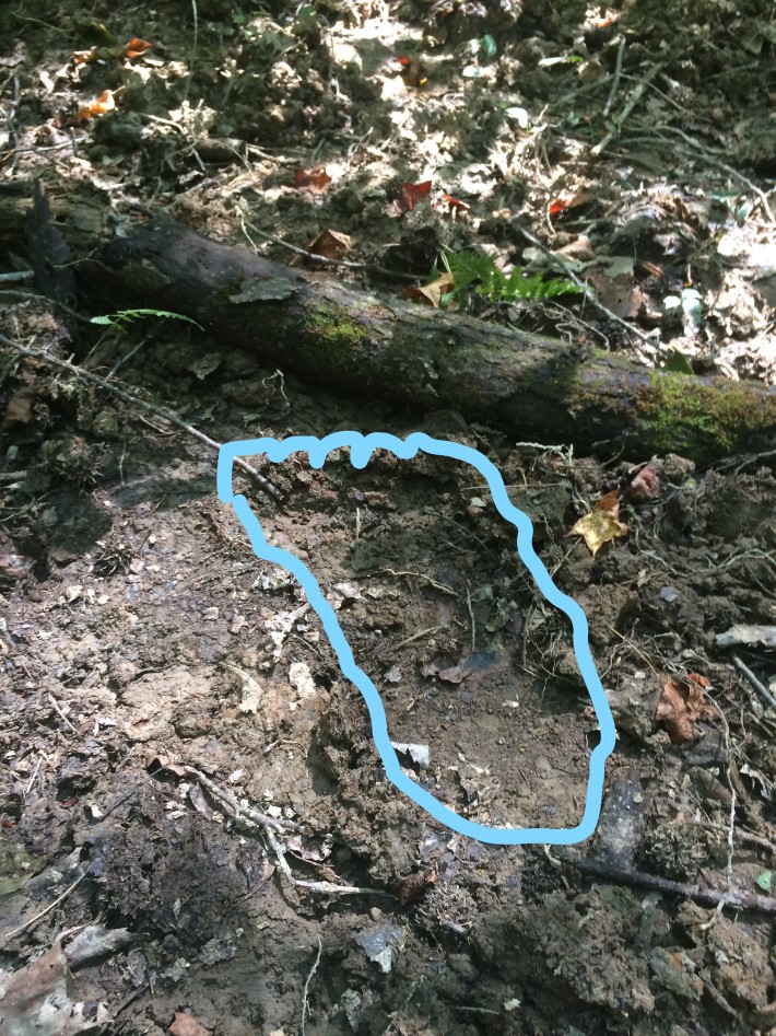 Are Dogs Allowed At Frozen Head State Park