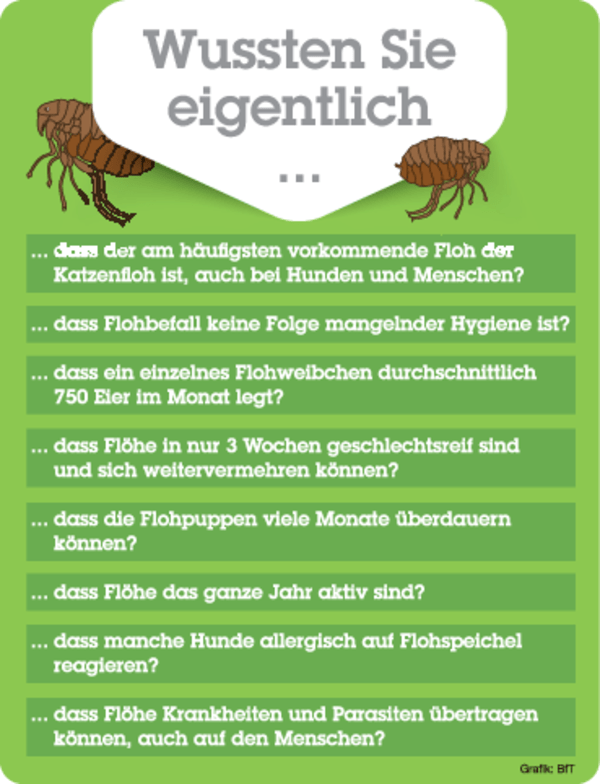 Tierflöhe Auf Menschen übertragbar Captions Save