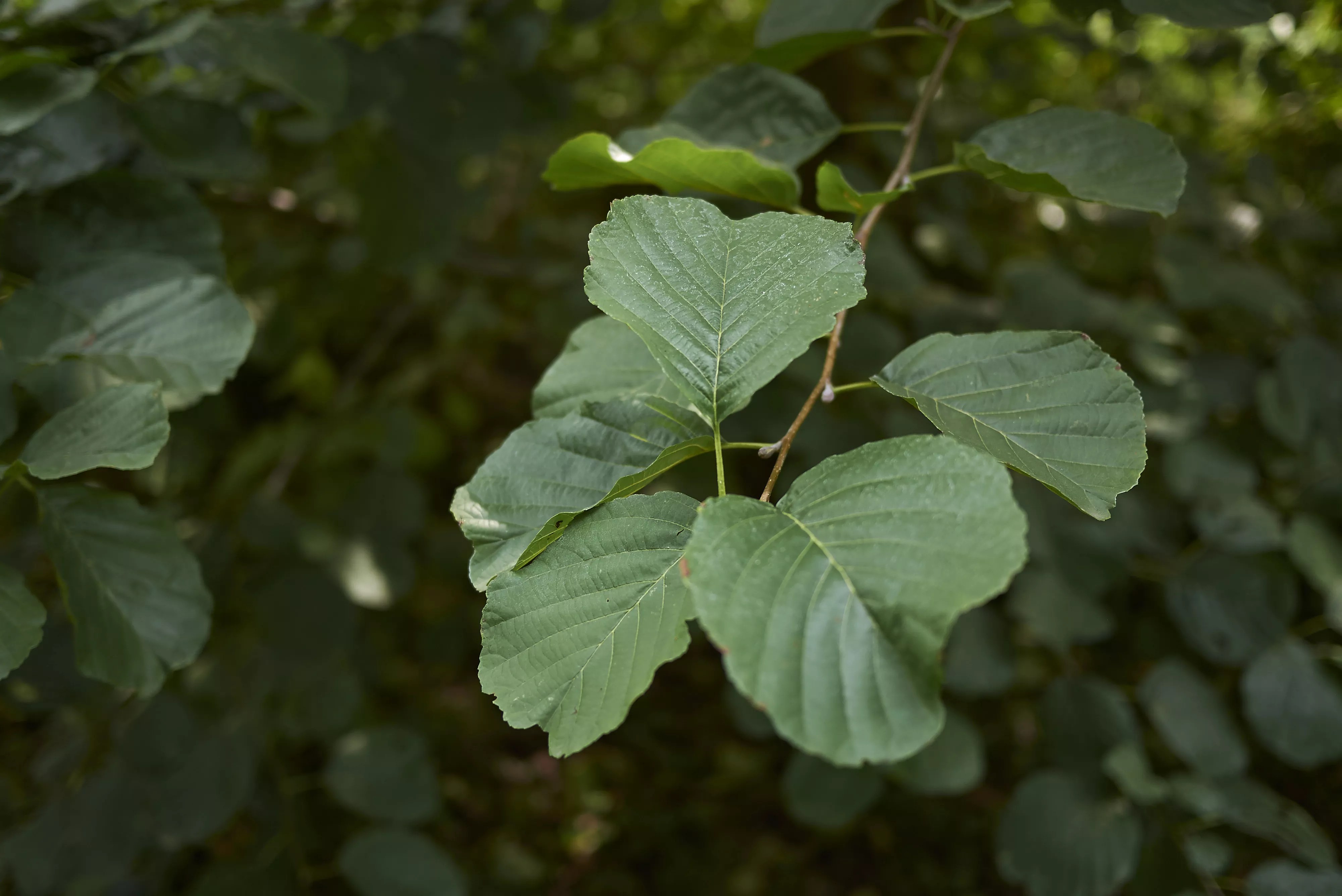 Italian alder tree leaves