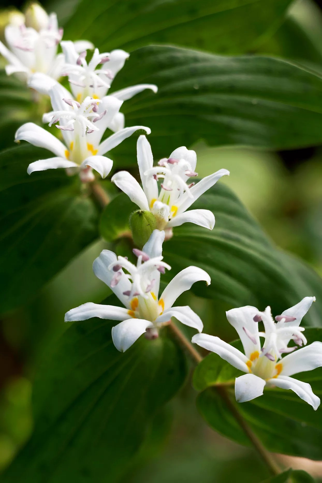 White Towers toad lily