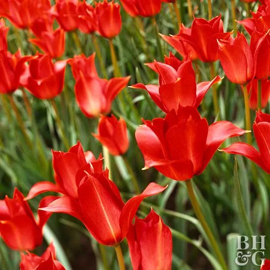 Tulipa linifolia