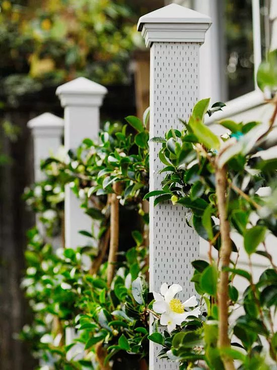 Espaliered camellia