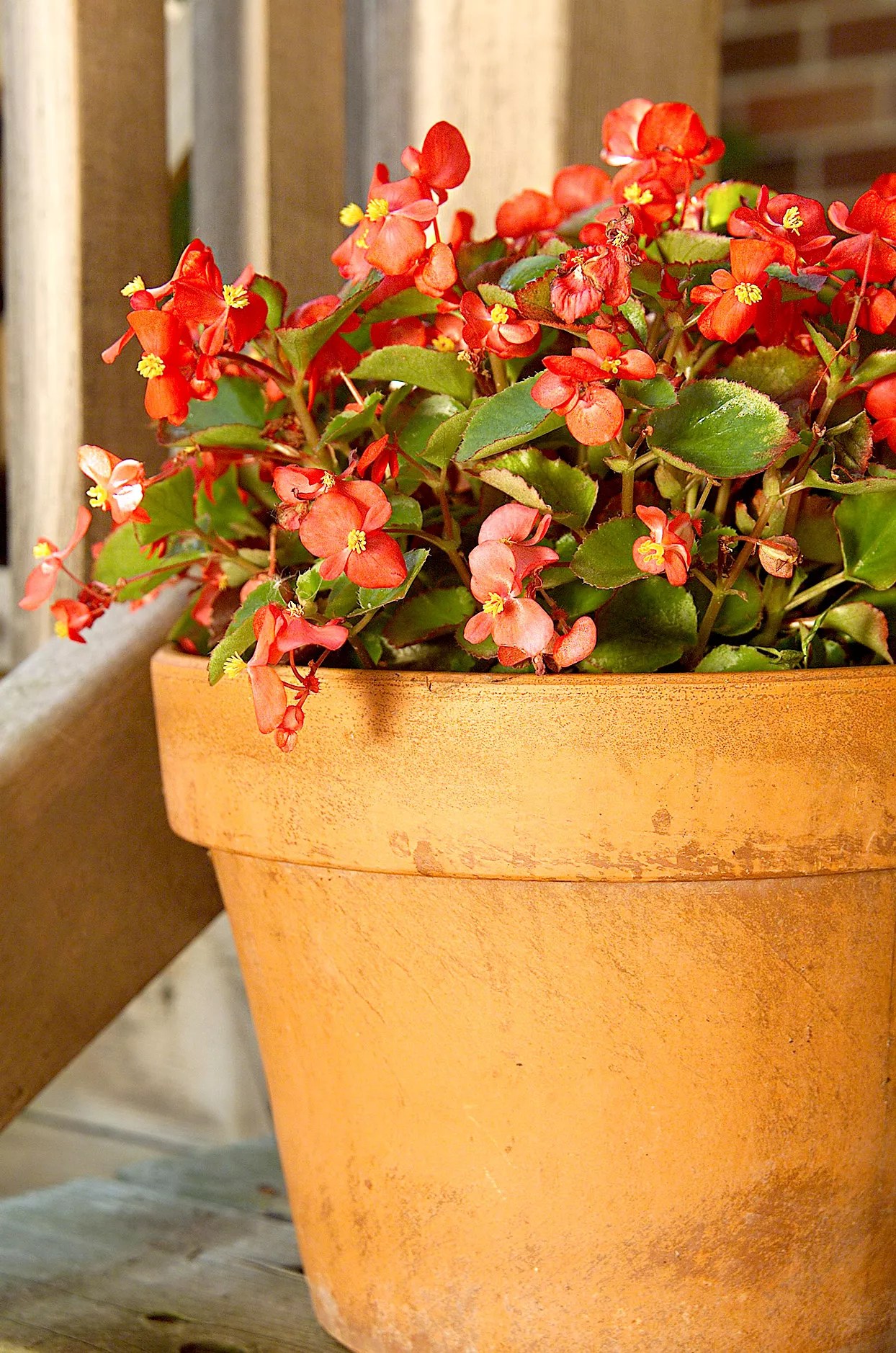 Wax Begonia