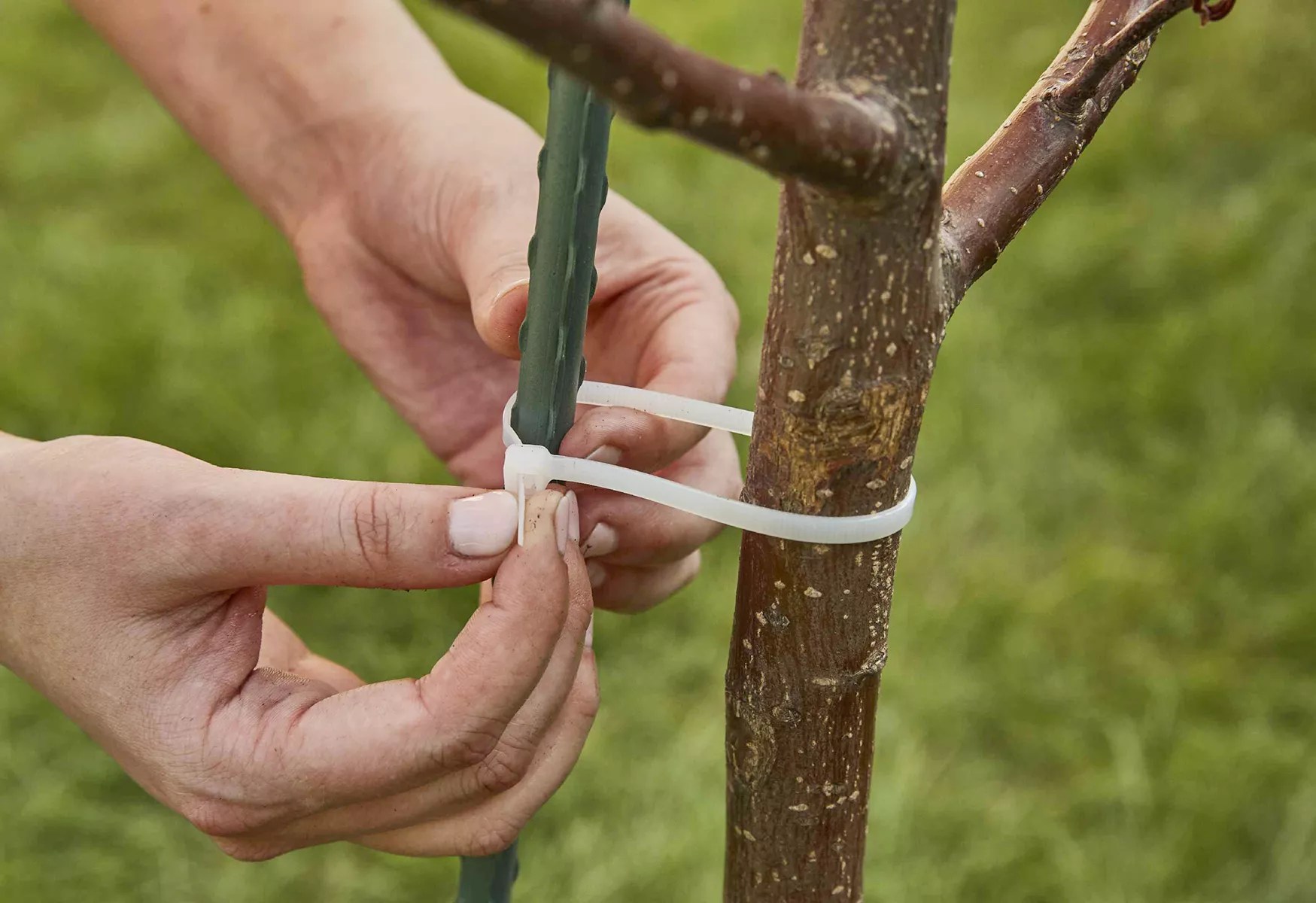 woman zip tying stake to tree