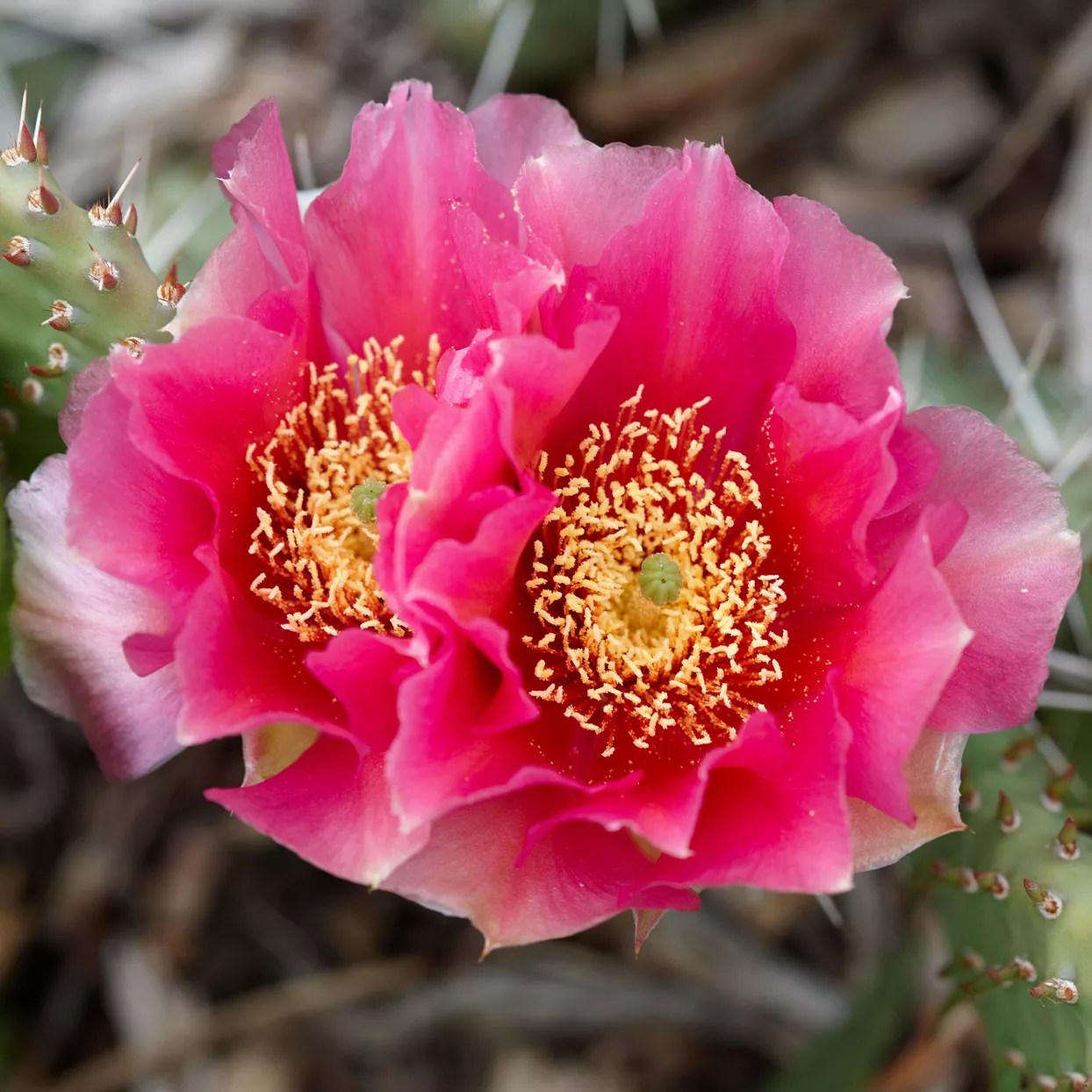 Pink prickly pear