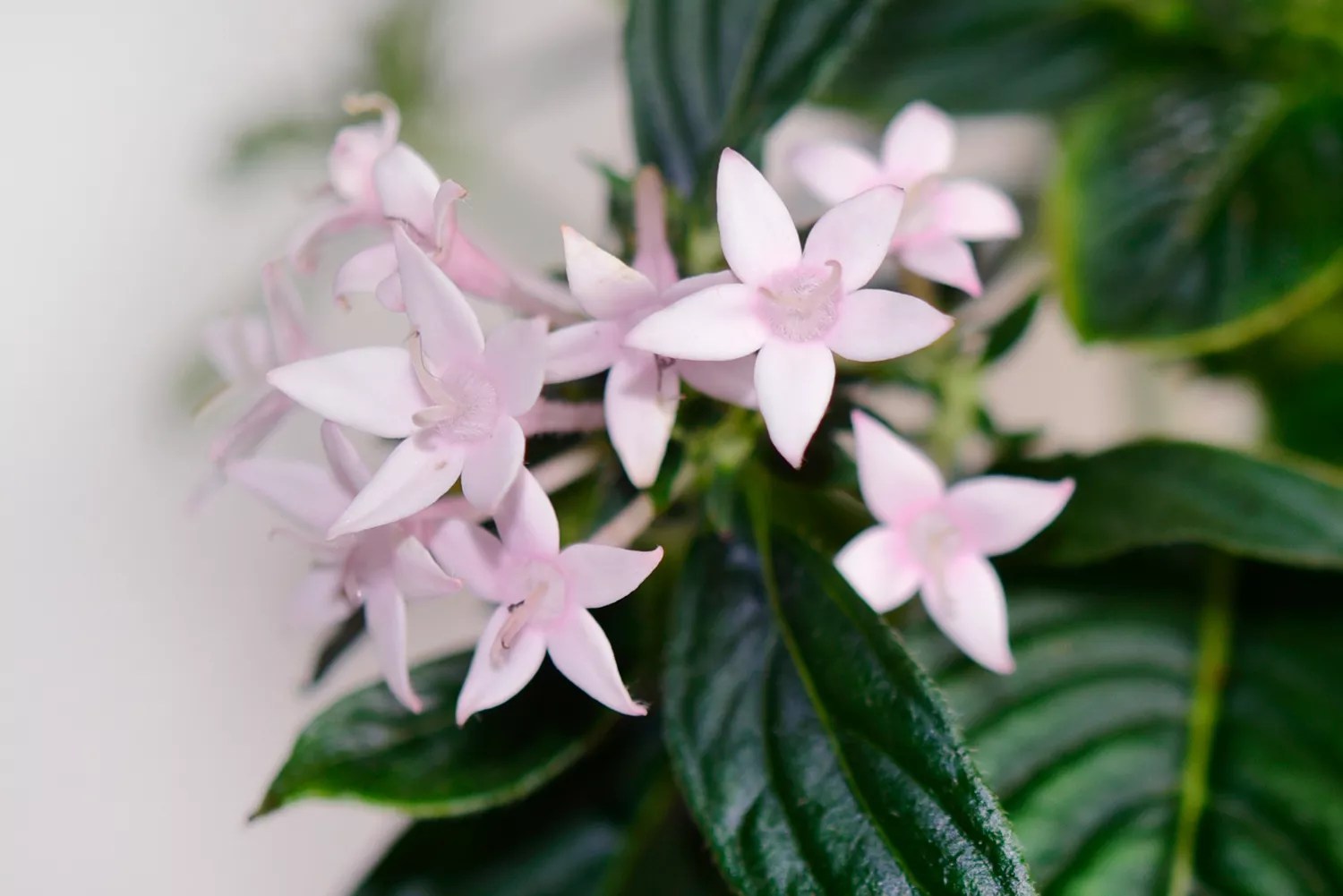 Pentas Butterfly Light Lavender