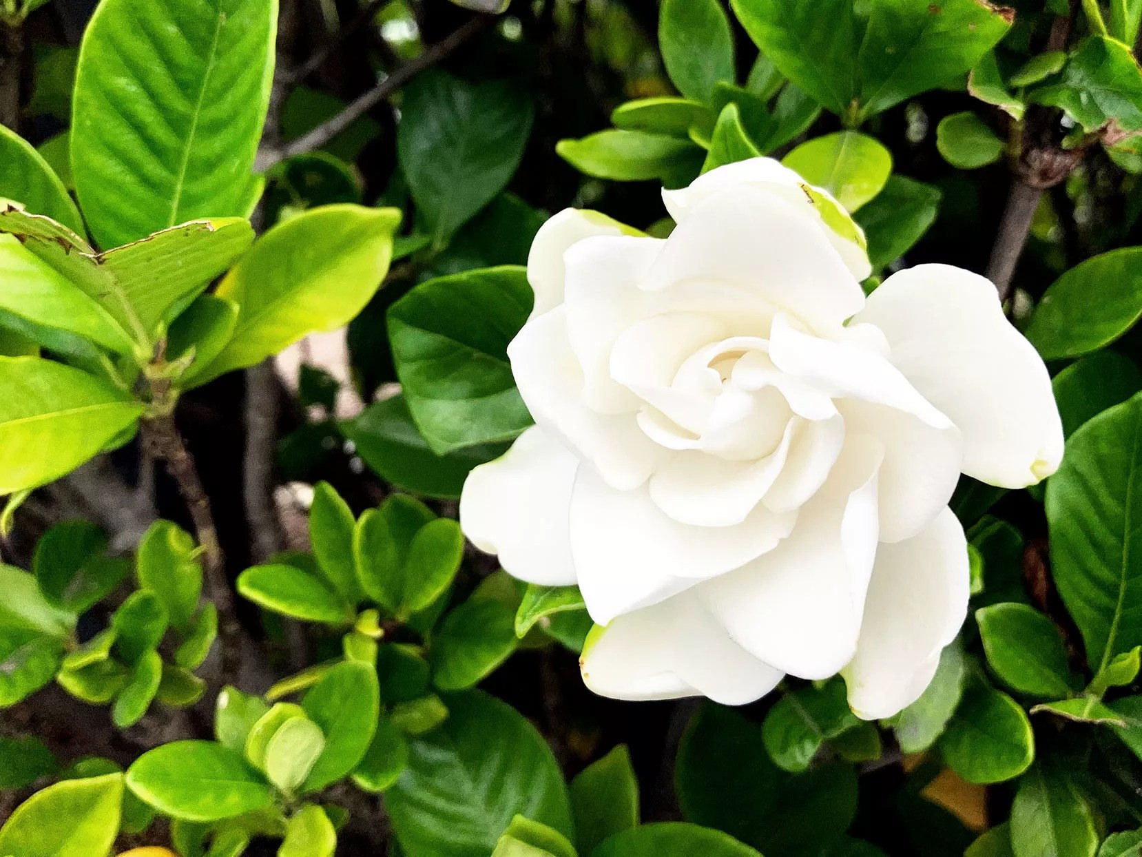 gardenia flowers