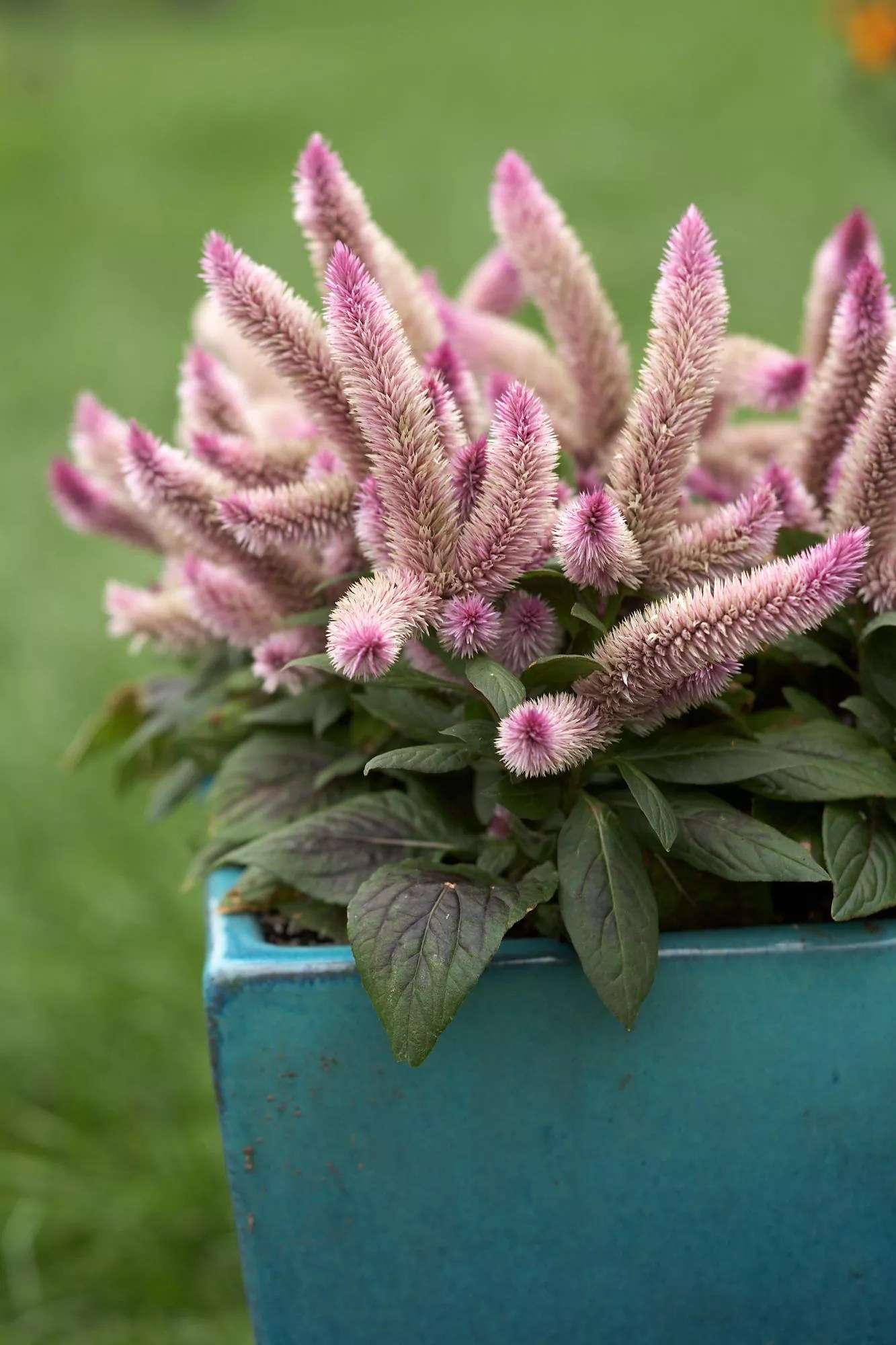 &lsquo;Flamingo Feather&rsquo; Celosia