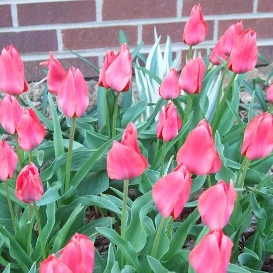 Toronto tulip