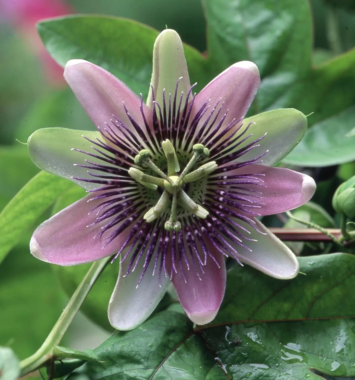 Passiflora alatocaerulea