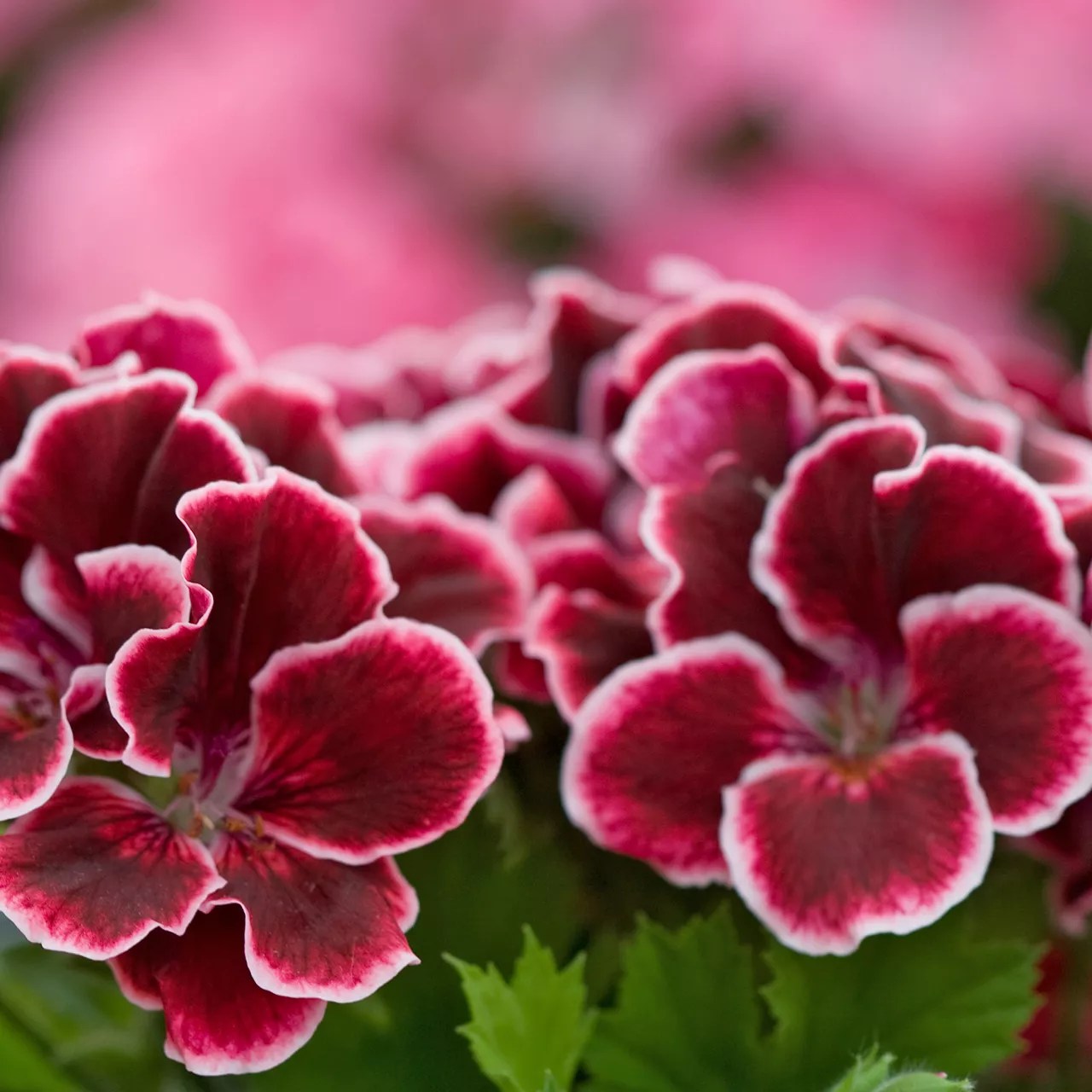 maiden iced wine geranium