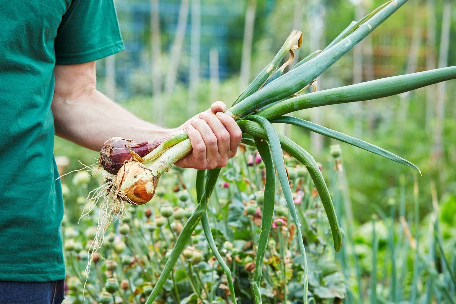 How to Harvest and Cure Homegrown Onions So They Last for Months