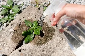 person apply vinegar with a spray bottle to weed growing out of crack in sidewalk or driveway