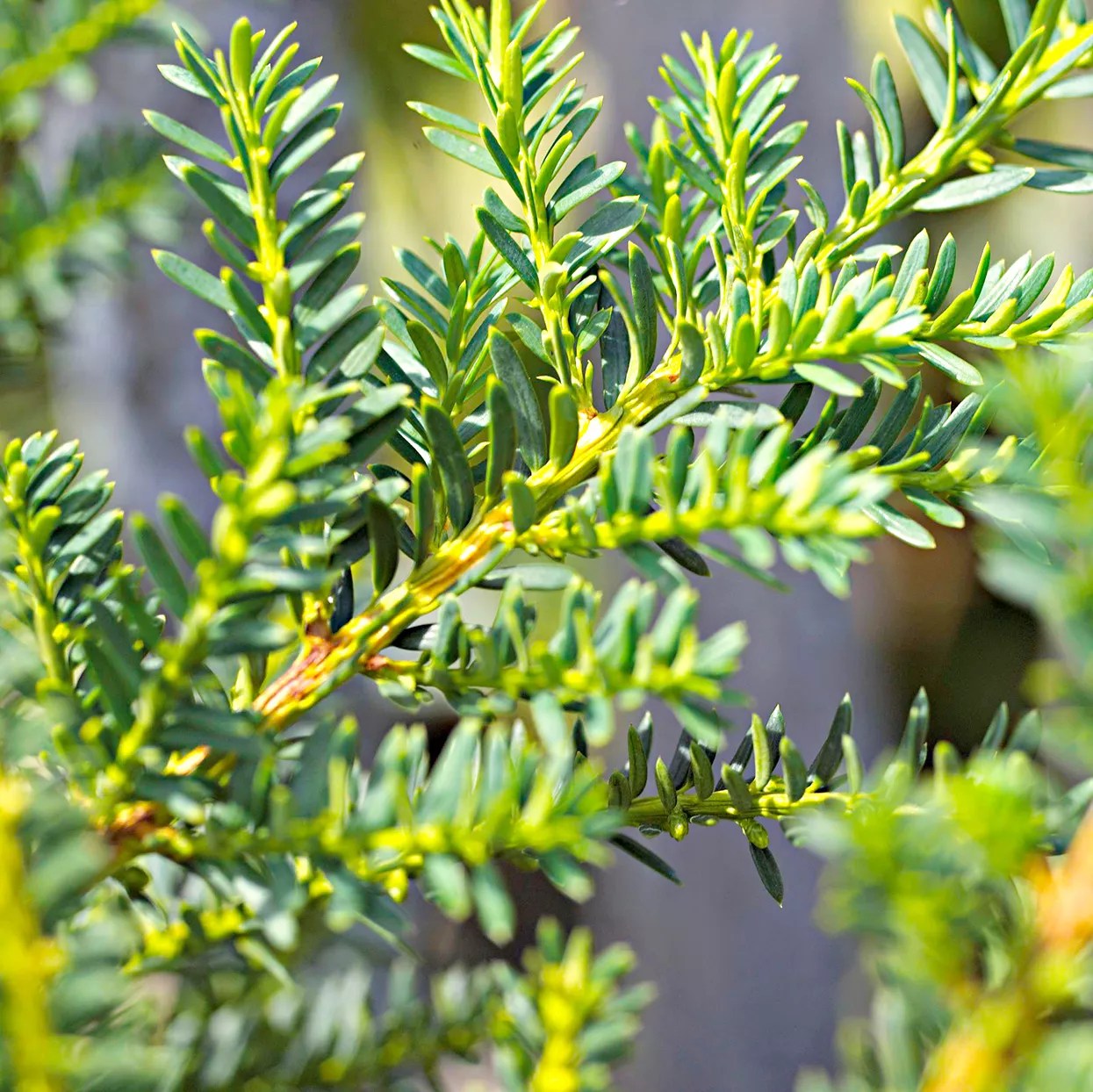 Close up of Hicks yew