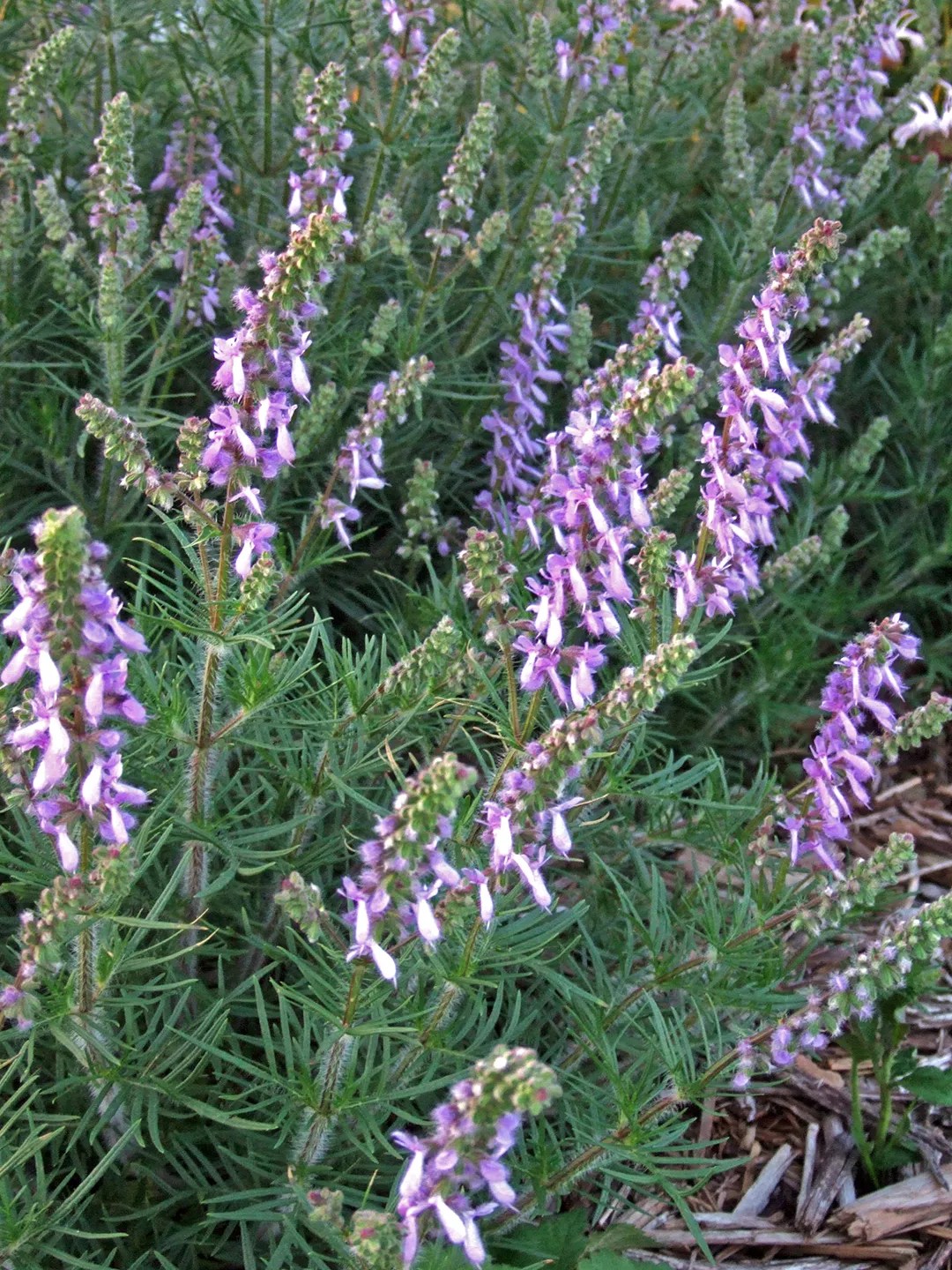 Serbian Sage Salvia jurisicii light purple flowers