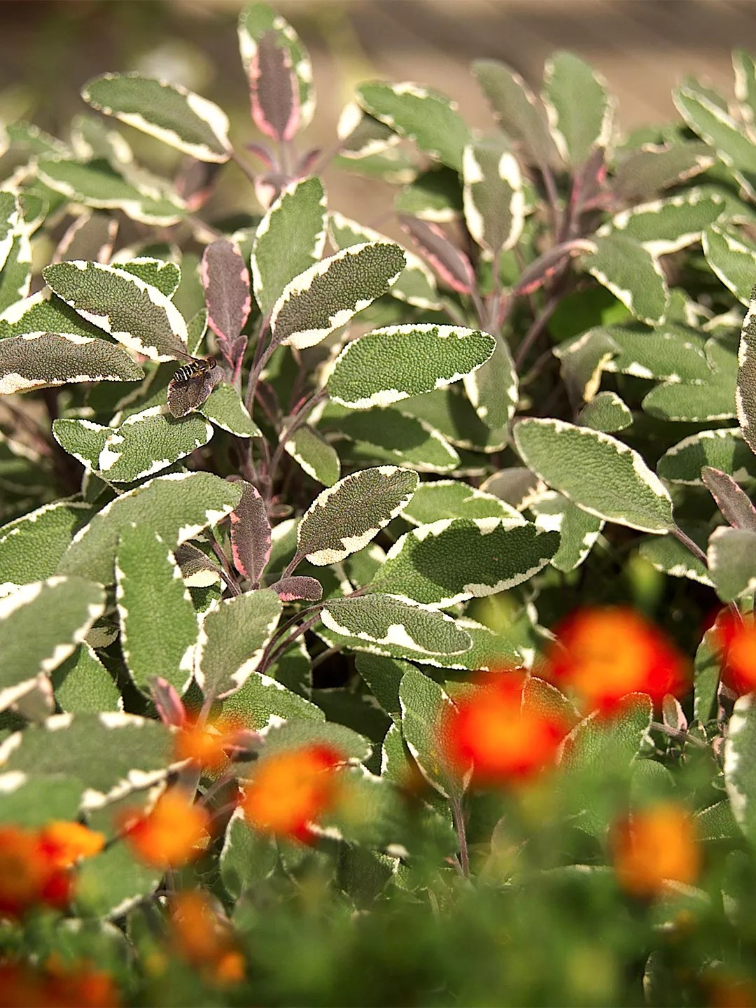 Salvia officinalis &lsquo;Tricolor&rsquo; green leaves with orange flowers