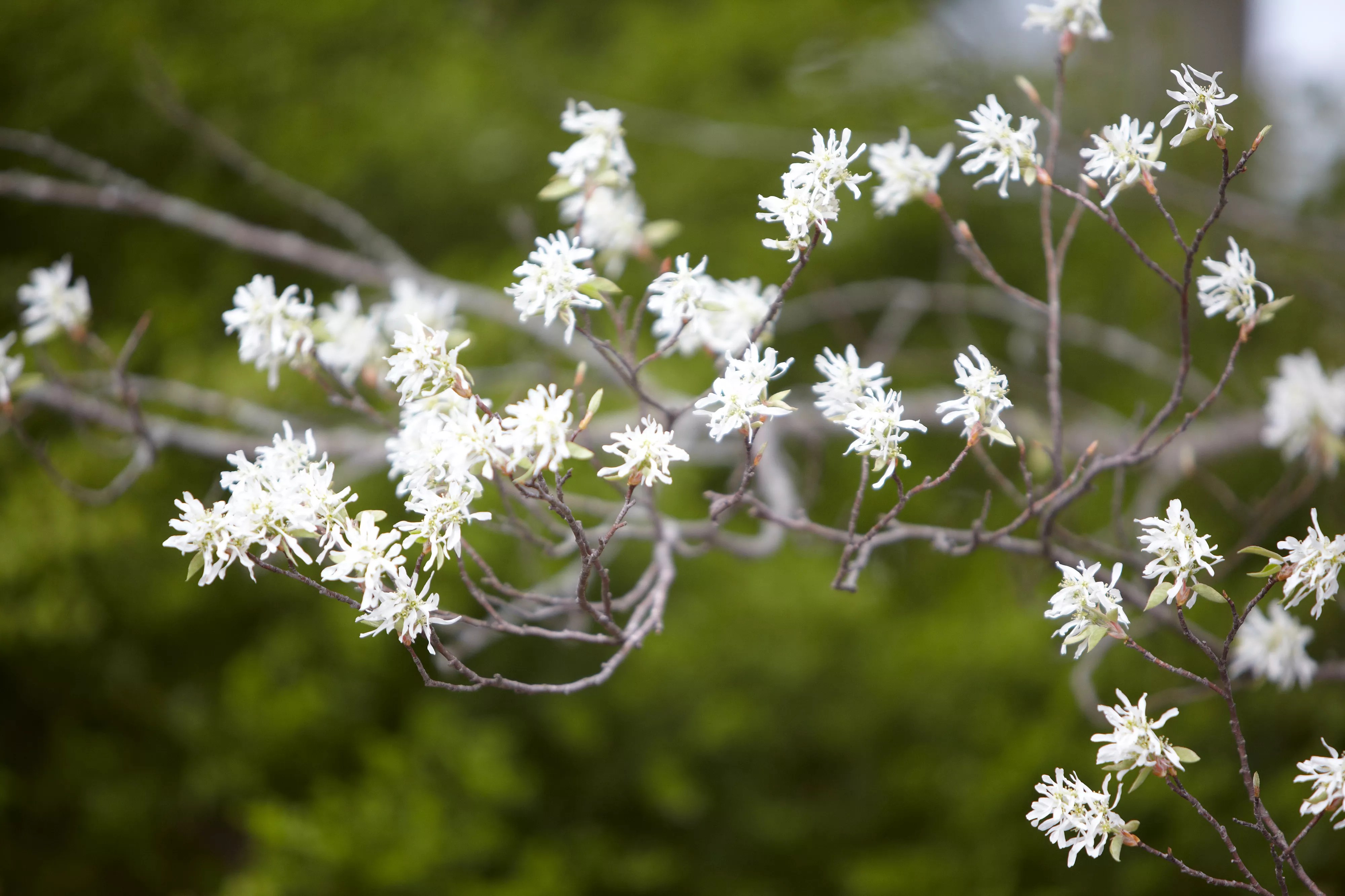 close up of serviceberry