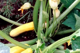 yellow-squash-vine-8b466d25