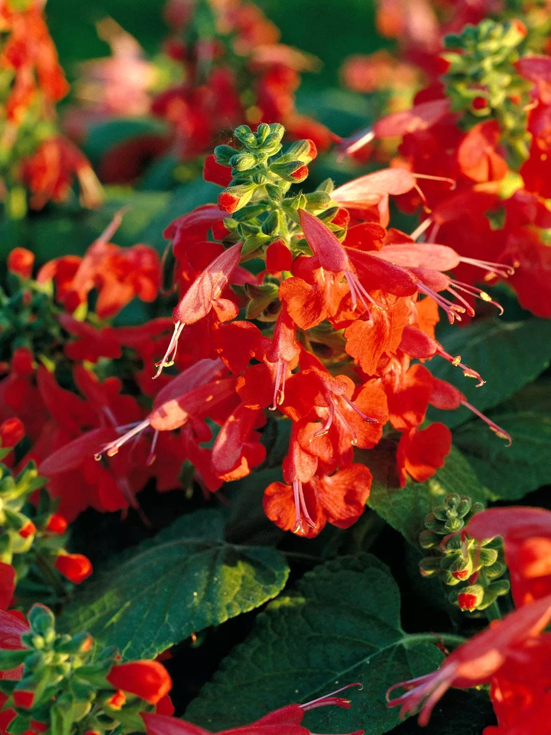 &lsquo;Lady in Red&rsquo; Salvia flowers with rich green leaves
