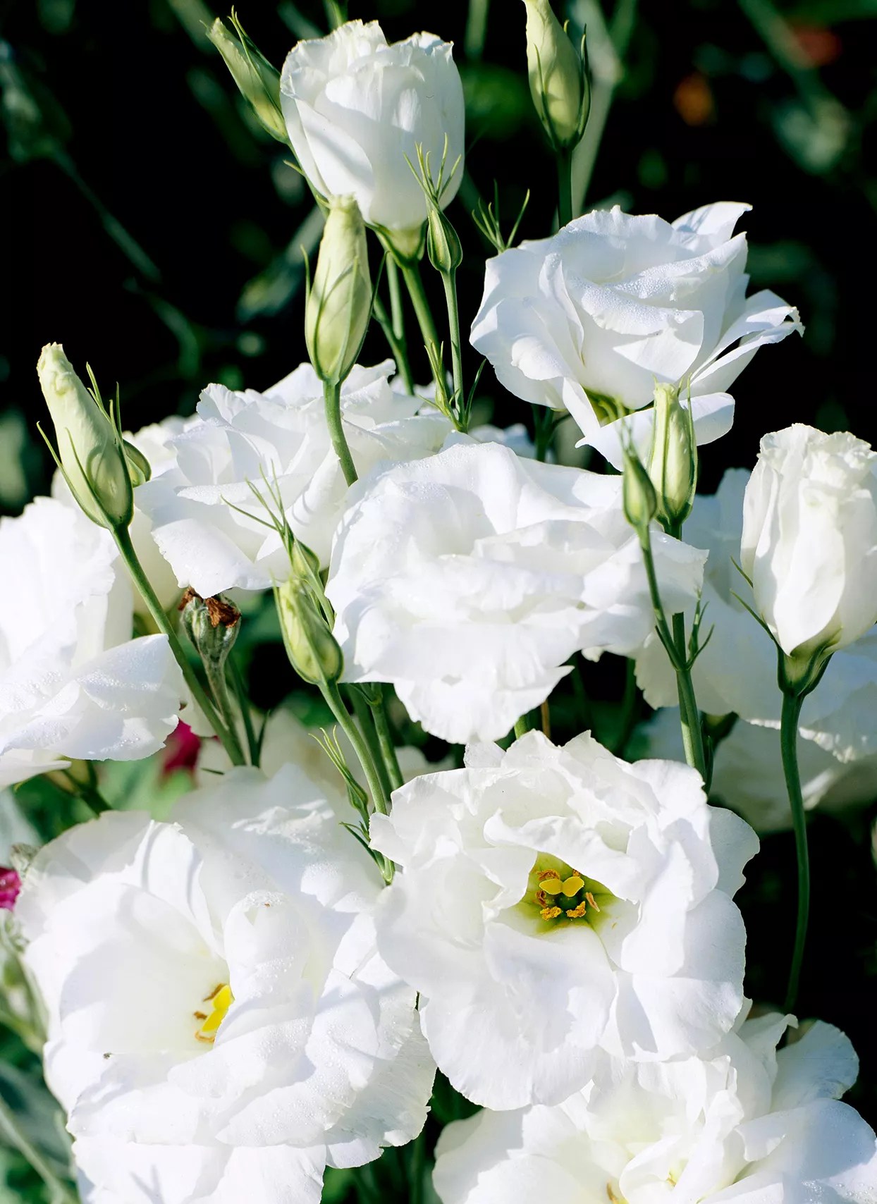 Eustoma &lsquo;Balboa White&rsquo; lisianthus