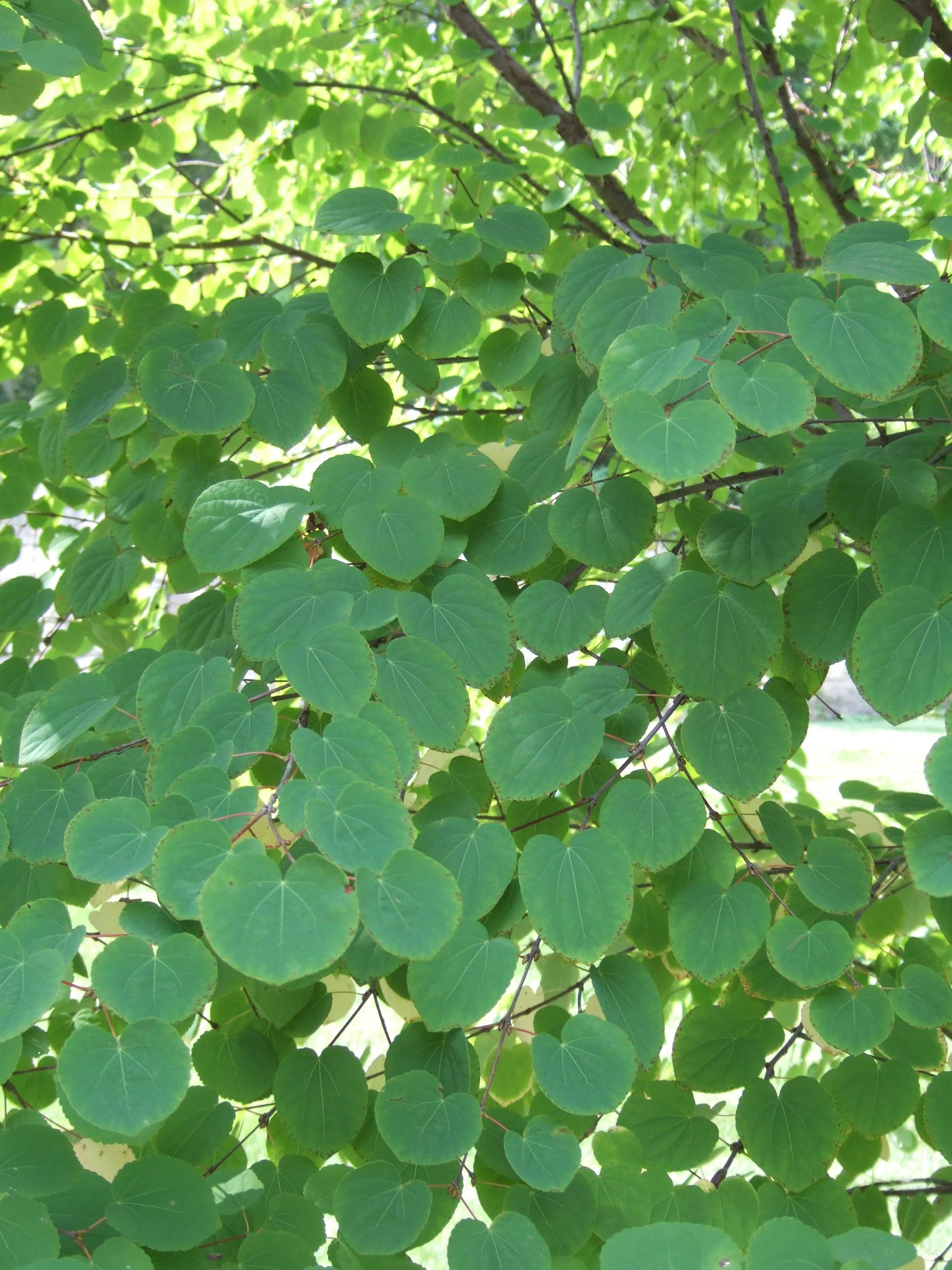 Cercidyphyllum japonicum, katsura tree