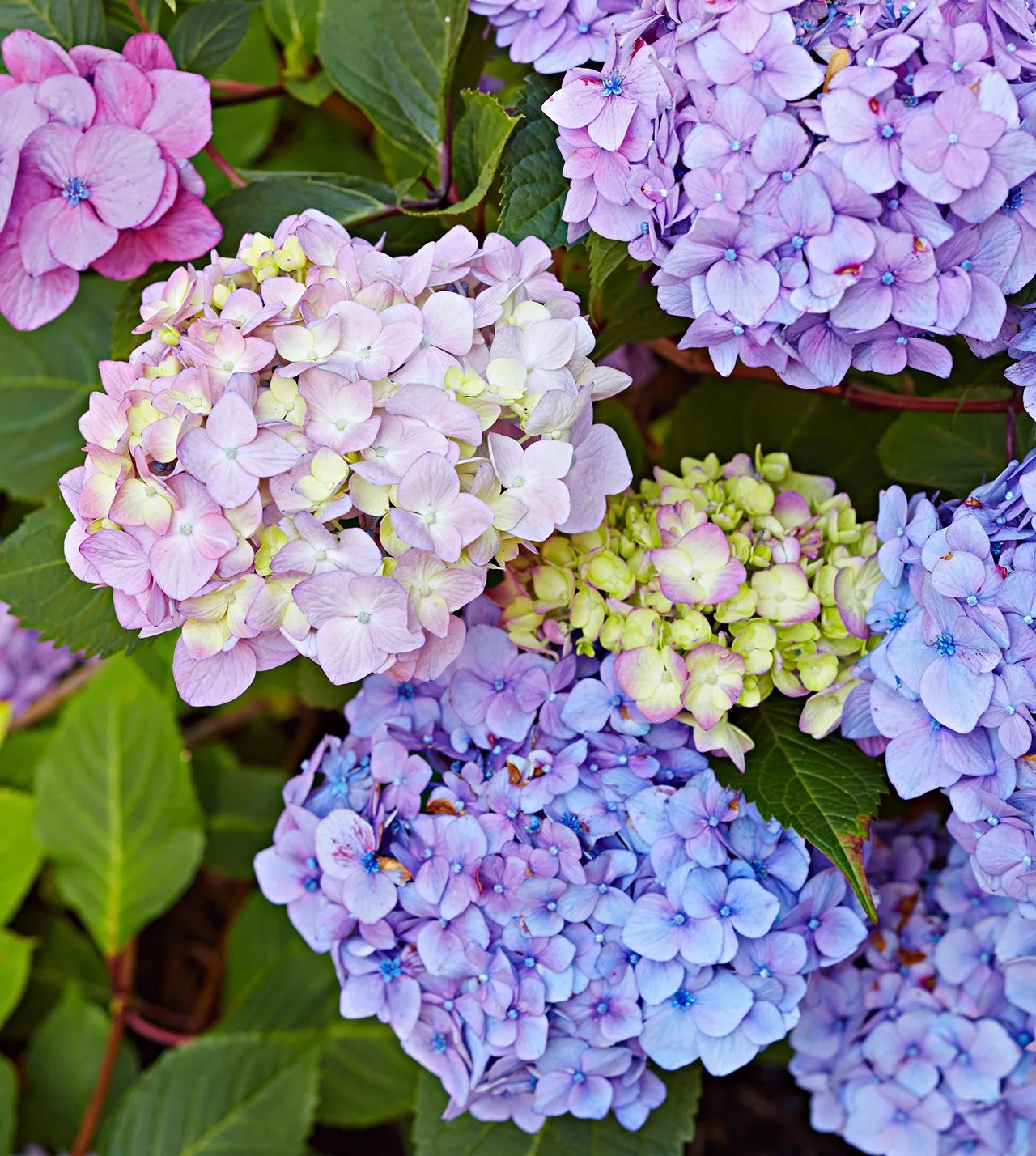 endless summer bloomstruck hydrangea