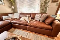A dog sitting on the Ashley Furniture Emilia 5-Piece Leather Modular Sectional
