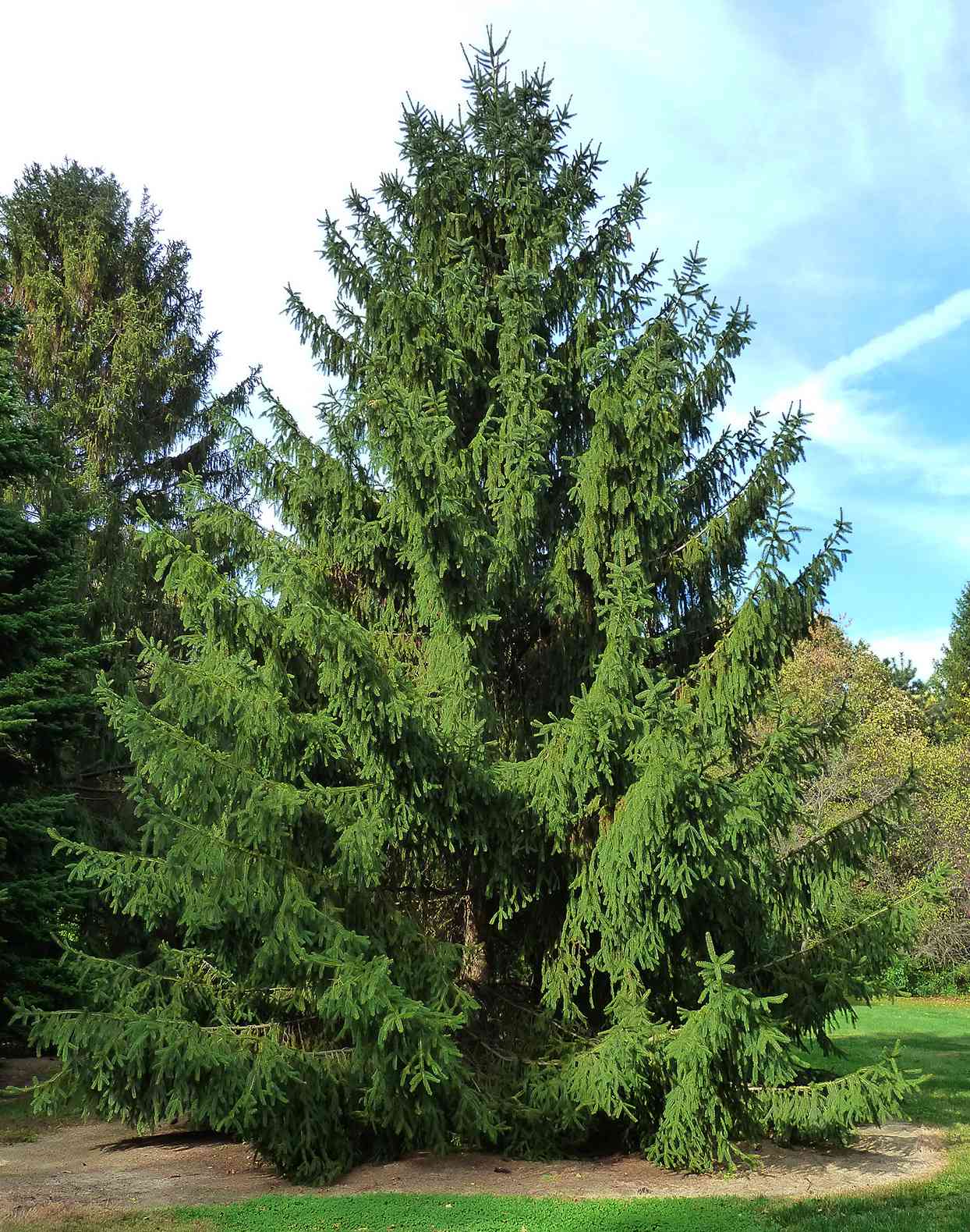 The 10 Best Evergreen Trees for Privacy and YearRound Greenery