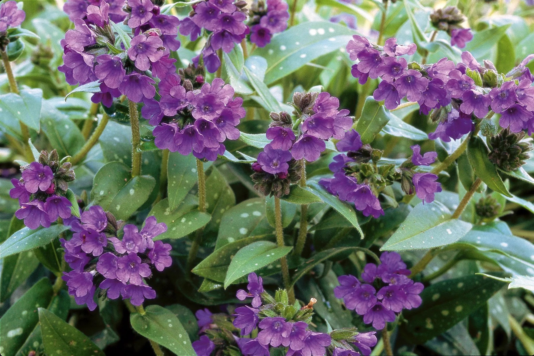 lungwort, pulmonaria