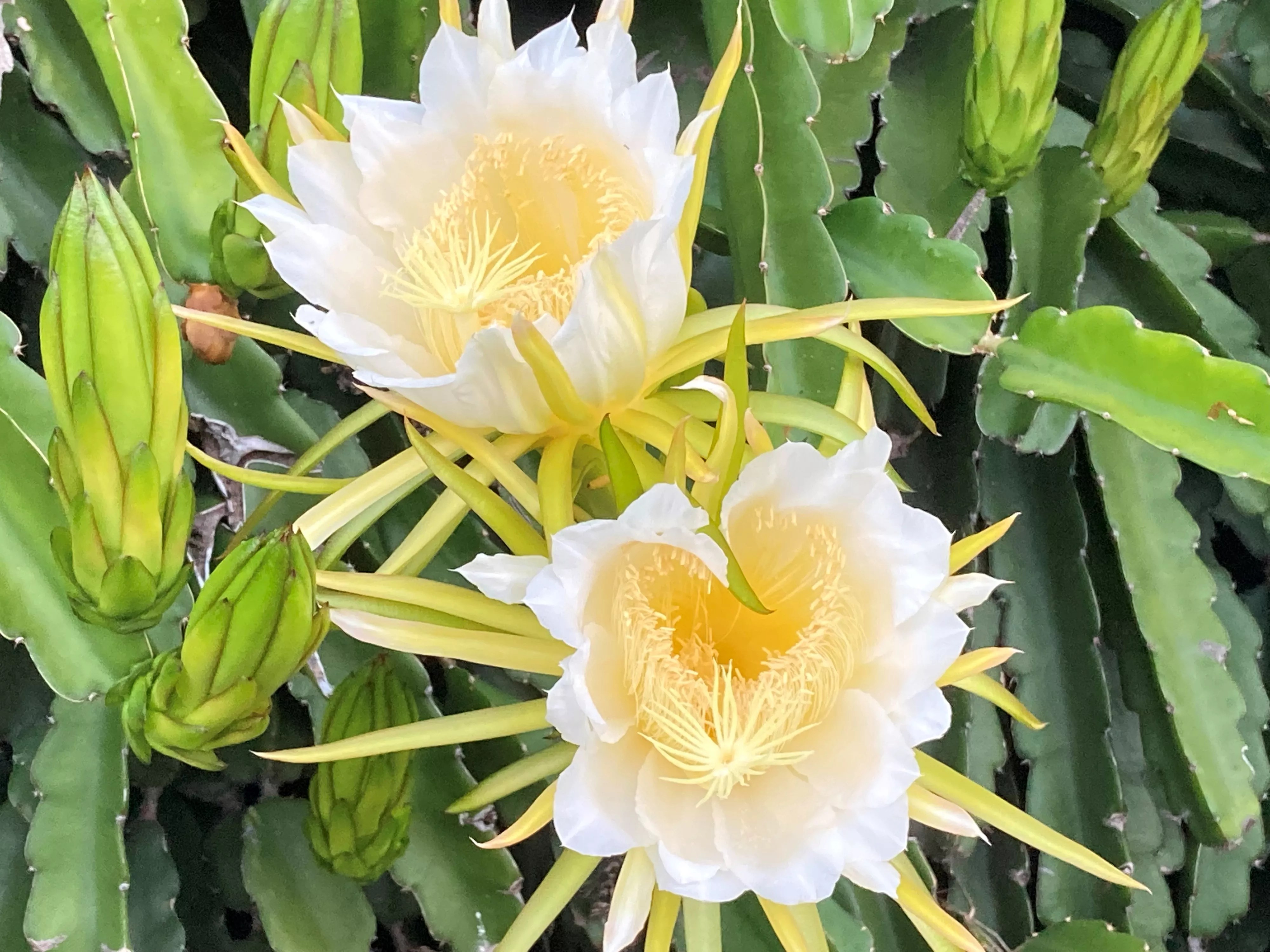 close up of white dragon fruit flowers on plant