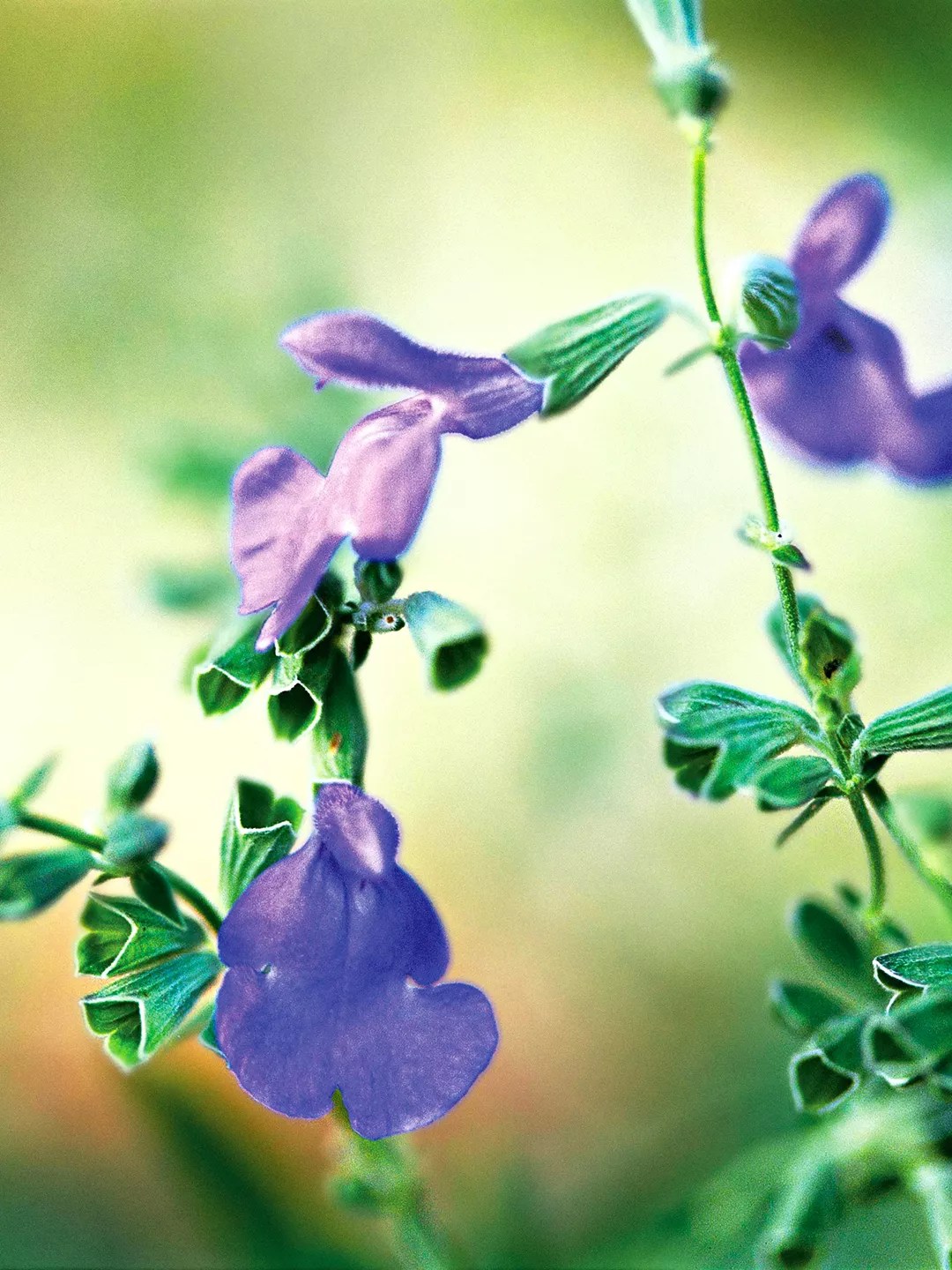 Blue Sage plant with rich green leaves