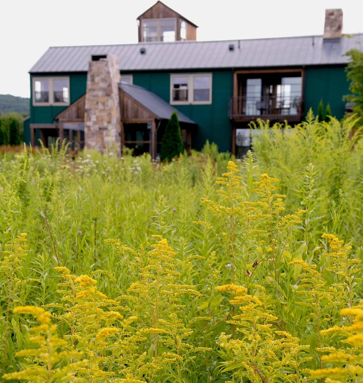 grass field plants near large teal building