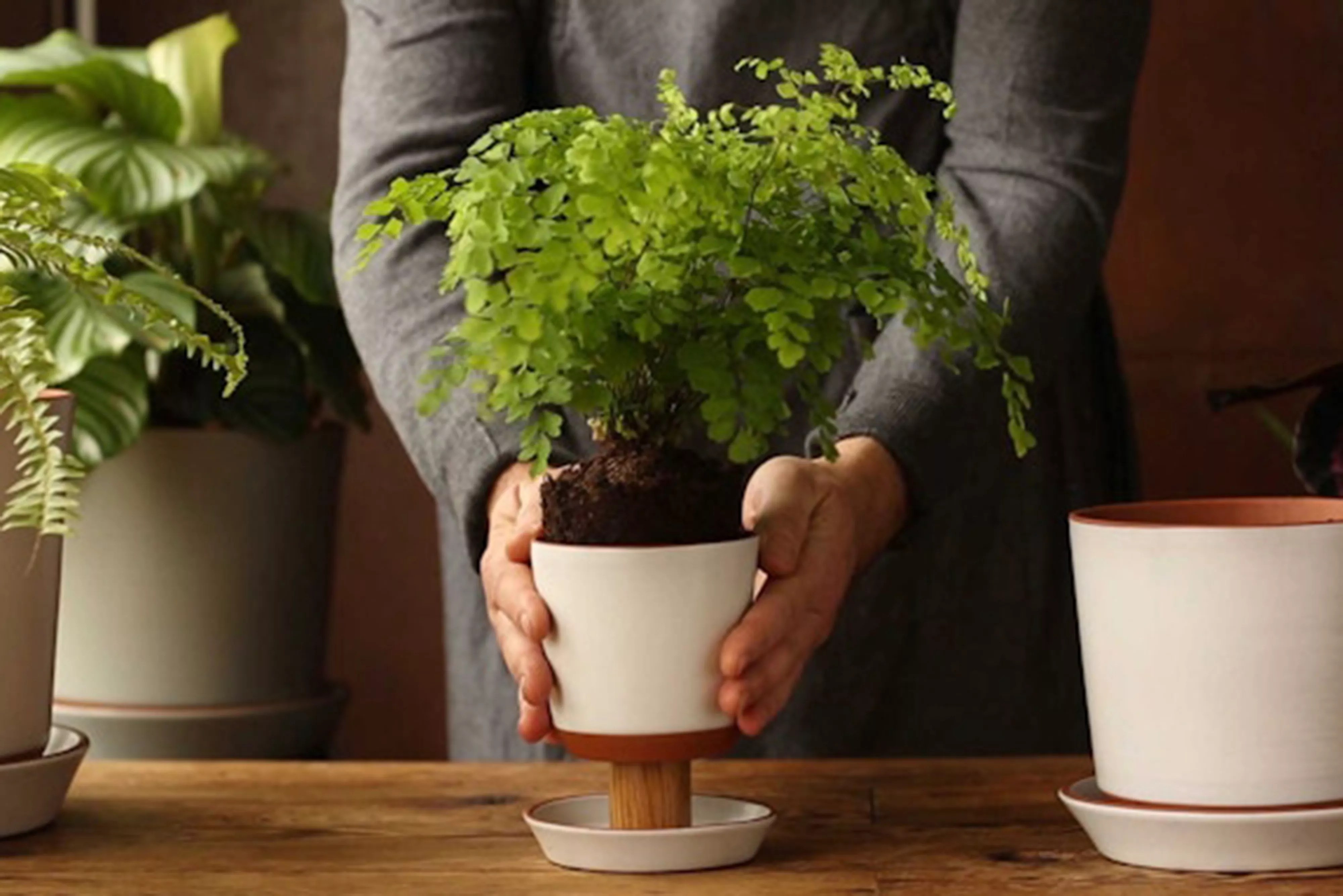 houseplant in push planter container