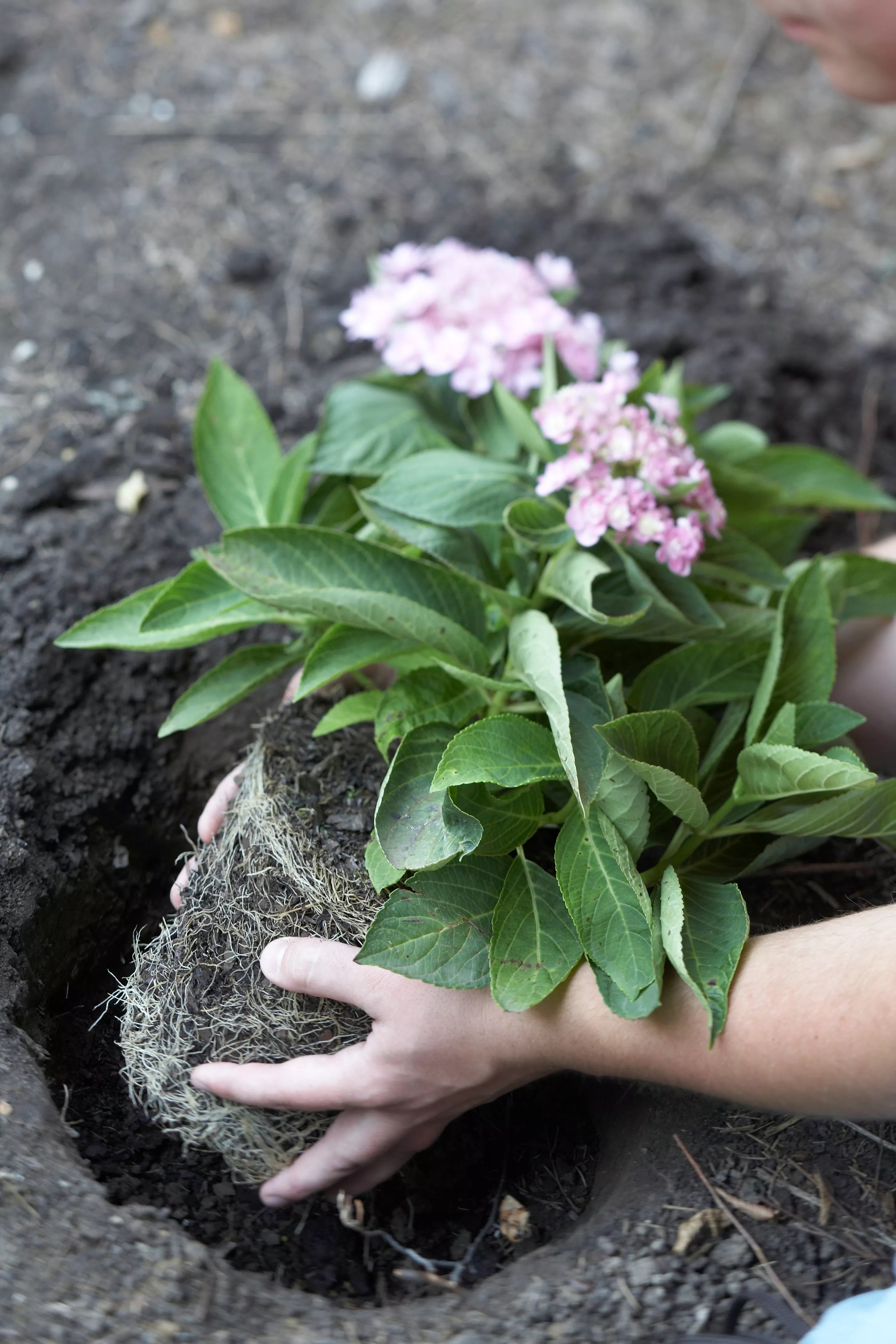 bigleaf hydrangea