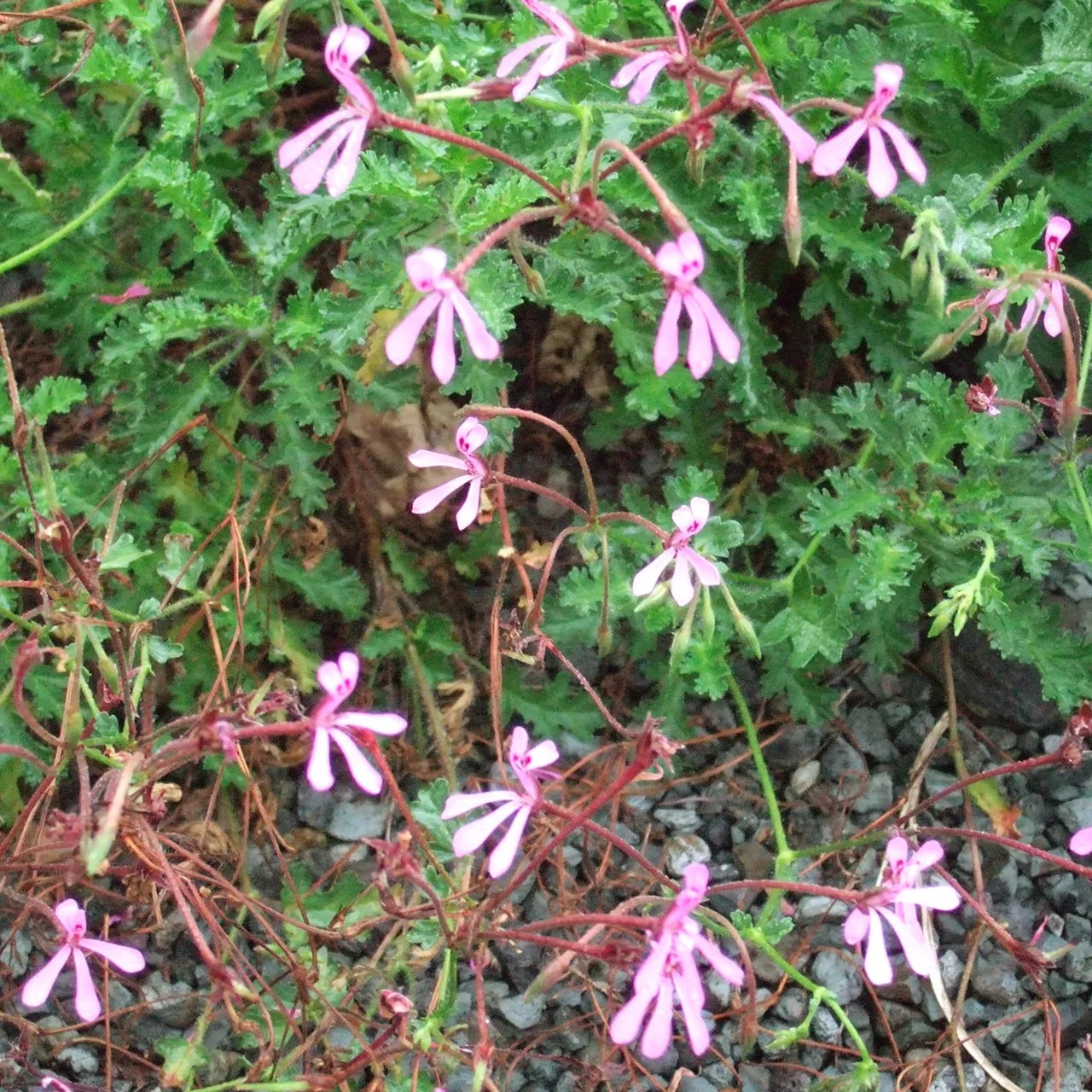 mini karmine geranium